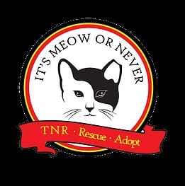 It's Meow or Never